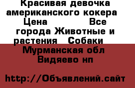Красивая девочка американского кокера › Цена ­ 35 000 - Все города Животные и растения » Собаки   . Мурманская обл.,Видяево нп